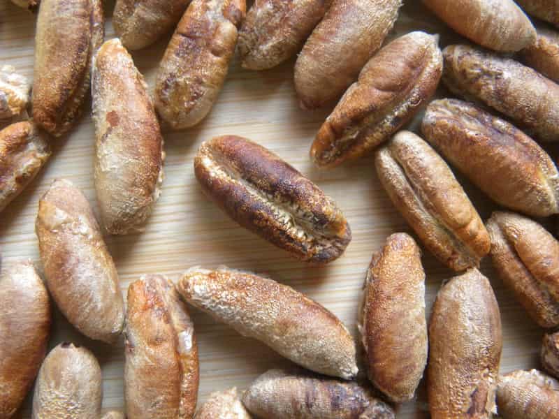 هسته خرما کیلویی خشک و تمیز مناسب فرآوری